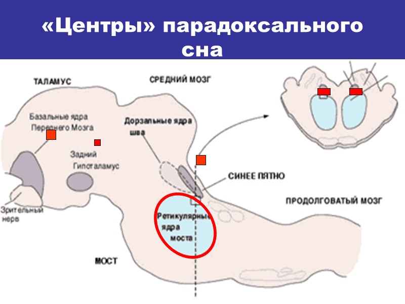 «Центры» парадоксального сна